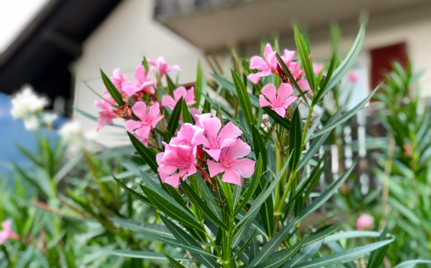 Így lehet egy kis ágból saját leandered!