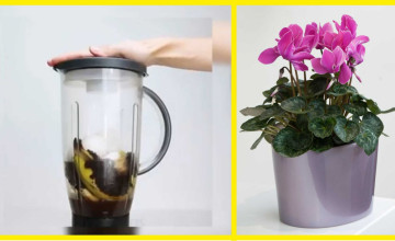 Így készíts konyhai hulladékból tápoldatot virágos növényeidnek!